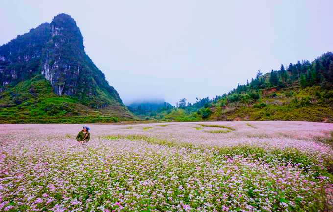 Tour Hà giang Hùng Vĩ 3 ngày 2 đêm