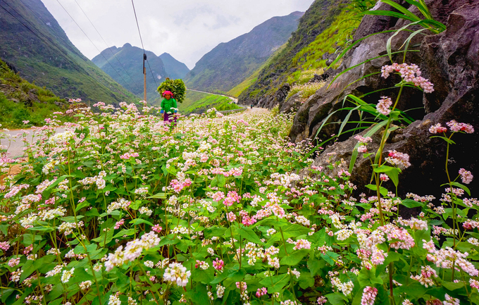 Tour Hà giang Hùng Vĩ 3 ngày 2 đêm