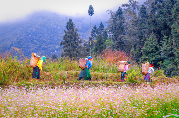 Tour Hà giang Hùng Vĩ 3 ngày 2 đêm