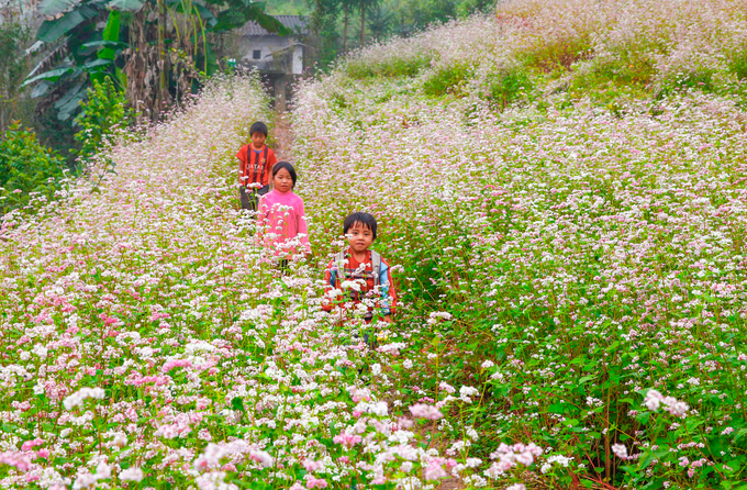 Tour Hà giang Hùng Vĩ 3 ngày 2 đêm