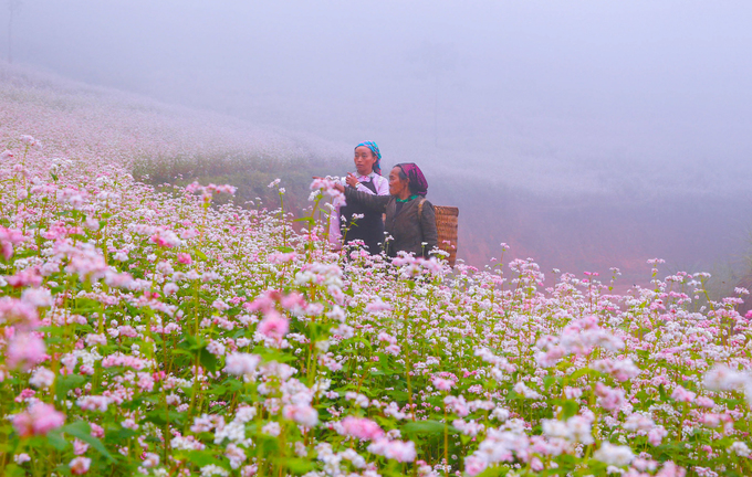 Tour Hà giang Hùng Vĩ 3 ngày 2 đêm