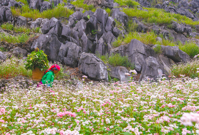 Tour Hà giang Hùng Vĩ 3 ngày 2 đêm